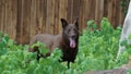 A Austrailian Kelpi dog Royalty Free Stock Photo
