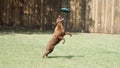 A Austrailian Kelpi jumping for a frizbee. Royalty Free Stock Photo