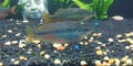 Austrailian Rainbowfish Royalty Free Stock Photo
