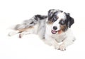 Austrailian shepherd with bone Royalty Free Stock Photo