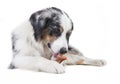 Austrailian shepherd licking the bone Royalty Free Stock Photo