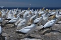 Austral-Asian gannet colony