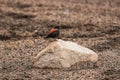 Austral negrito little bird perched on a rock Royalty Free Stock Photo