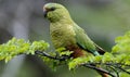 Austral Parakeet