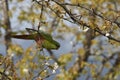 Austral Parakeet (Enicognathus ferrugineus)