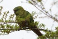 Austral Parakeet (Enicognathus ferrugineus) Royalty Free Stock Photo