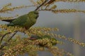 Austral Parakeet (Enicognathus ferrugineus)