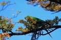 Austral Parakeet, Enicognathus Ferrugineus, on a tree near El Chalten, Argentina