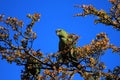 Austral Parakeet, Enicognathus Ferrugineus, on a tree near El Chalten, Argentina