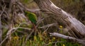 Austral Parakeet on a tree in El Chalten Royalty Free Stock Photo