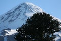 Austral Parakeets, Lanin NP