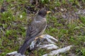 Austral thrush Turdus falcklandii on a branch tree- Ushuaia - Argentina