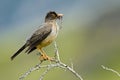 Austral Thrush and Worm