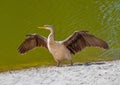 A Darter Drying its Wings Royalty Free Stock Photo