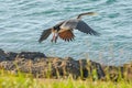 Australasian darter(Anhinga novaehollandiae) a large water bird with dark plumage and a long neck, an animal in flight Royalty Free Stock Photo