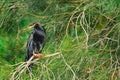 Australasian darter(Anhinga novaehollandiae) a large water bird with dark plumage and a long neck Royalty Free Stock Photo