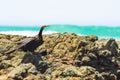 Australasian darter(Anhinga novaehollandiae) a large water bird with dark plumage and a long neck, the animal sits Royalty Free Stock Photo