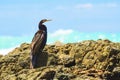 Australasian darter(Anhinga novaehollandiae) a large water bird with dark plumage and a long neck, the animal sits Royalty Free Stock Photo