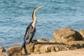 Australasian darter(Anhinga novaehollandiae) a large water bird with dark plumage and a long neck, the animal sits Royalty Free Stock Photo