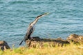 Australasian darter(Anhinga novaehollandiae) a large water bird with dark plumage and a long neck, the animal sits Royalty Free Stock Photo