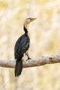 Australasian darter(Anhinga novaehollandiae) a large water bird with dark plumage and a long neck, the animal sits Royalty Free Stock Photo