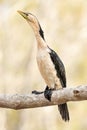 Australasian darter(Anhinga novaehollandiae) a large water bird with dark plumage and a long neck, the animal sits Royalty Free Stock Photo