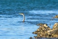 Australasian darter (Anhinga novaehollandiae) a large water bird with dark plumage and a long neck, the animal swims Royalty Free Stock Photo