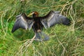Australasian darter(Anhinga novaehollandiae) a large water bird with dark plumage and a long neck Royalty Free Stock Photo