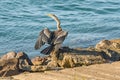 Australasian darter(Anhinga novaehollandiae) a large water bird with dark plumage and a long neck Royalty Free Stock Photo