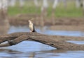 Australasian Darter looking for food