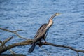 Australasian darter bird by the lake