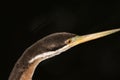 Australasian darter Royalty Free Stock Photo