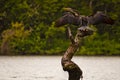 Australasian darter drying its wings Royalty Free Stock Photo