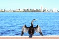 Australasian Darter drying its Wings, Swan River, Perth Royalty Free Stock Photo