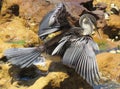 Australasian Darter Royalty Free Stock Photo