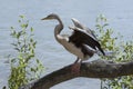 An Australasian Darter drying its wings Royalty Free Stock Photo