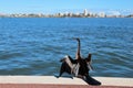 Australasian Darter