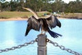 Australasian Darter Spreading Wings by the Lake Royalty Free Stock Photo