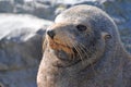 Australasian fur seal (Arctocephalus forsteri)