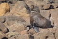 Australasian fur seal