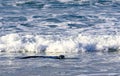 Australasian fur seals frolic and rest on the beach. Otero New Zealand Royalty Free Stock Photo