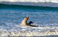 Australasian fur seals frolic and rest on the beach. Otero New Zealand Royalty Free Stock Photo