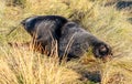 Australasian fur seals frolic and rest on the beach. Otero New Zealand Royalty Free Stock Photo