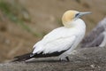 Australasian Gannet adult Royalty Free Stock Photo