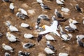 The Australasian Gannet Collony Royalty Free Stock Photo