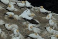 Australasian gannet (Morus serrator) Colony at Muriwai Beach Auckland Royalty Free Stock Photo