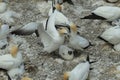 Australasian gannet (Morus serrator) Colony at Muriwai Beach Auckland Royalty Free Stock Photo