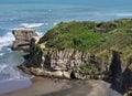 Australasian Gannet colony, Muriwai Beach, North Island, New Zealand Royalty Free Stock Photo