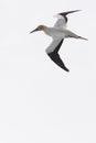 Australasian gannet in flight against white sky, ready to dive for fish
