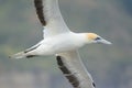 Australasian gannet flight closeup Royalty Free Stock Photo